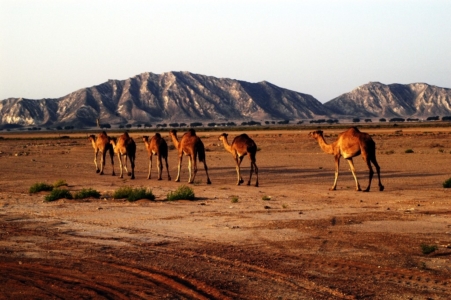 Image Gallery Camels Copy 1024x681 960x300