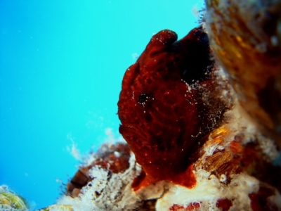 Image Gallery Copy of frogfish 002 1024x768 960x300