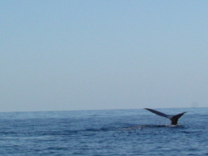 DSCF1593 - Copy Dolphin & Whale Watching Sea Activities DSCF1593 Copy 300x225