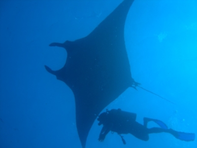 Image Gallery Diver with ray 1024x768 960x300