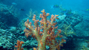 Diving in Oman | www.o2diveoman.com centres de plongée | plongée oman | plongée sous-marine à oman | oman cours de plongée | Eco Diving IMG 1249 300x169