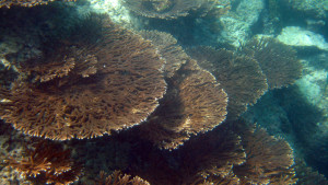 Coral Reef centres de plongée | plongée oman | plongée sous-marine à oman | oman cours de plongée | Eco Diving IMG 1303 300x169