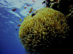 Eco Diving In Oman scuba diving in oman|oman diving courses|dive oman Diving in Oman anenome 300x225