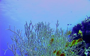 Coral Reef centres de plongée | plongée oman | plongée sous-marine à oman | oman cours de plongée | Eco Diving cropped ccctrwh 300x188