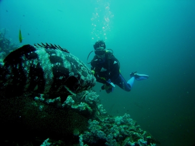Image Gallery diver with grouper Copy 1024x768 960x300