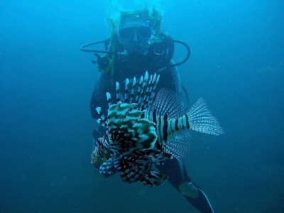 Image Gallery diver with lionfish 1024x768 960x300