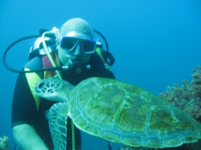 Image Gallery diver with turtle 1024x768 960x300