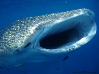 Image Gallery whale shark open moth 2 1024x768 960x300
