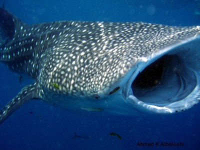 Image Gallery whale shark open moth2 1024x768 960x300