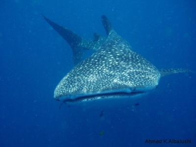 Image Gallery whale shark7890 1024x768 960x300