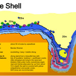 Tauchen in Oman | Tauchurlaub in Oman | Tauchen Urlaub | Sea Diving in Oman | Dive Sites Cockle Shell Doris 150x150