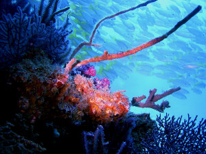 Unicode scuba diving in oman Dive Courses bright coral 300x225