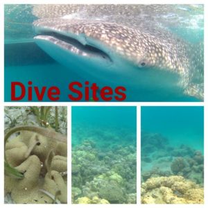 Dive Sites scuba diving in oman|oman diving courses|dive oman Diving in Oman dive sites in oman 300x300