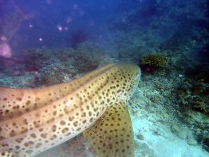 scuba diving in oman|scuba diving in oman|oman diving courses|dive oman|diving holiday in oman|scuba diving holidays|oman|oman diving |oman padi courses|oman dive centres|scuba oman|diving in oman Home LEAPETSHARK AT DIMANYIAT 300x225